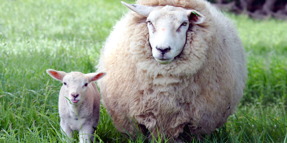 πρόβατίνα με το αρνάκι της