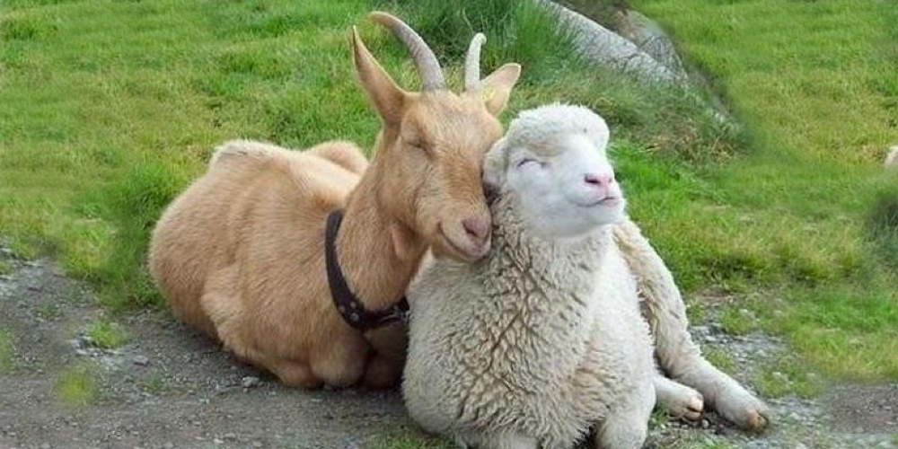 Κατσίκι και πρόβατο κάθονται ευτυχισμένα μαζί.