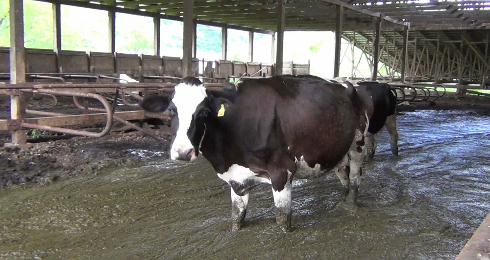 Οι αγελάδες υποχρεώνονται να ζουν μέσα στις ίδιες τους τις ακαθαρσίες.