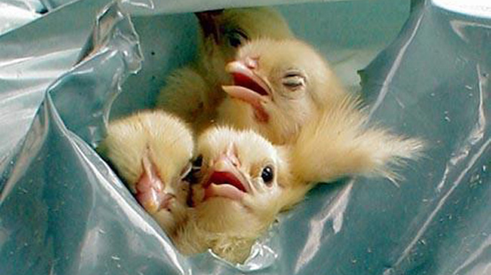 Αρσενικά μωρά κοτόπουλα πετιούνται ζωντανά στα σκουπίδια.