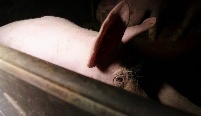 free269! go vegan!