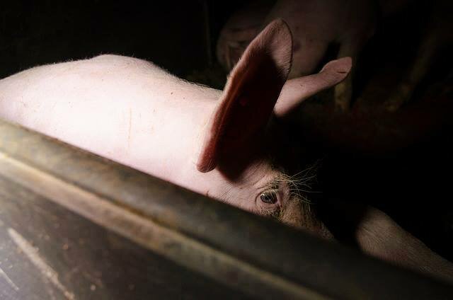 free269! go vegan!