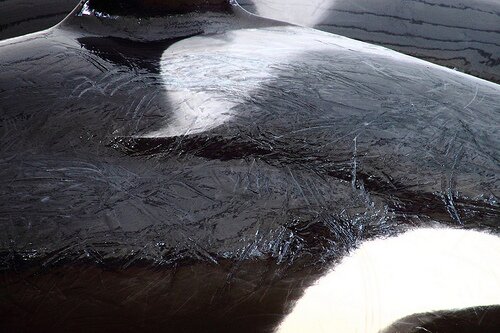 TILIKUM RANKED