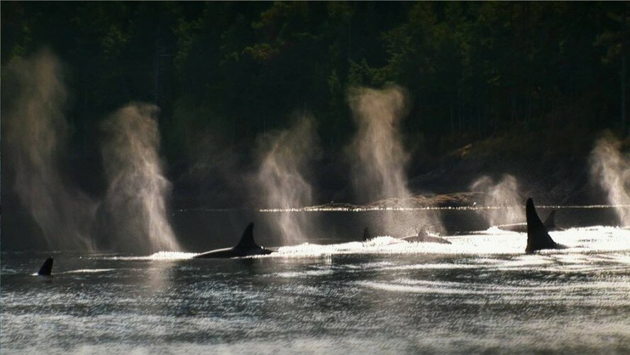 Blackfish_Dogwoof_Documentary_9_1600_900_85