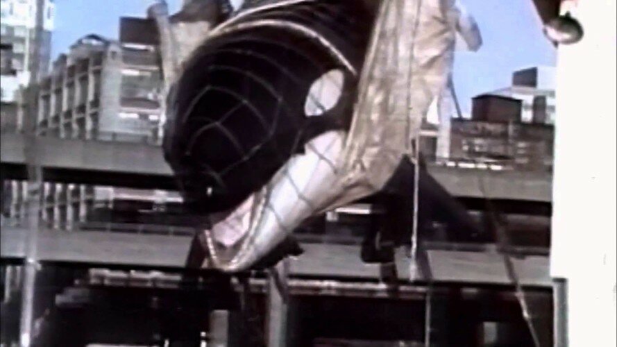 Tilikum_baby