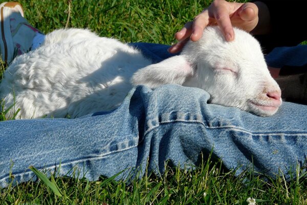 arnaki_credits_woodstock_sanctuary