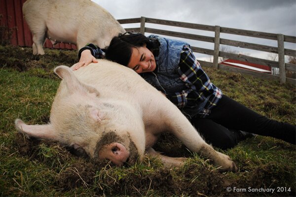 gourouni_credits_farm_sanctuary