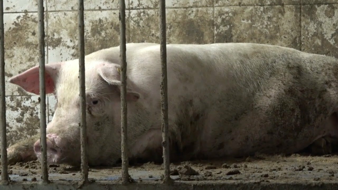 anthropini kyriarxia spisismos ektrofi goyrouniou