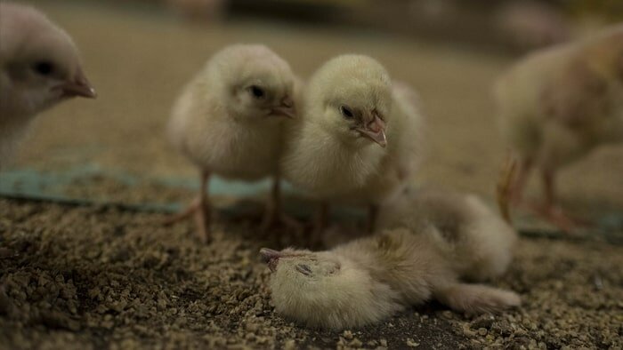 i-pseudaisthisi-tis-autodiathesis-den-tha-mou-upagoreusei-kaneis-ti-tha-fao-credits-Igualdad Animal-Animal Equality-1