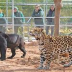 Η Jenny και ο Spotty ήταν κάποιοι…