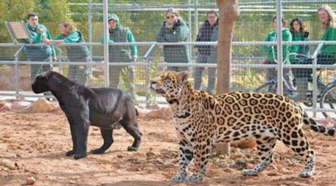 jenny-spotty-attiko-parko-tzagkour-dolofonia